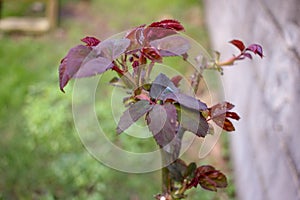 Botanical Renewal: Rose Revives After Pruning