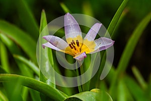 Botanical rock tulip Tulipa saxatilis