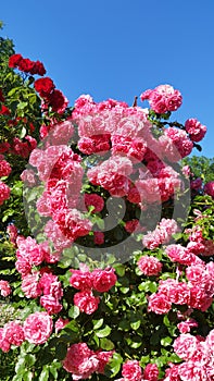 Botanical And Rose Garden With Warm Sunlight