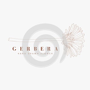 Botanical rustic trendy gerbera flower illustration. Floral logo design.