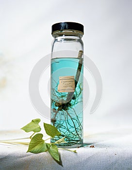 Lab specimen jar with preserved legume root nodules and bean plant leaves