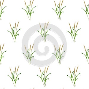 Botanical seamless background. Rye pattern on white background. Texture from cereal plants for decorating kitchen