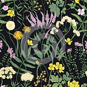 Botanical seamless pattern with flowering perennial plants. Natural backdrop with blooming wild meadow flowers on black