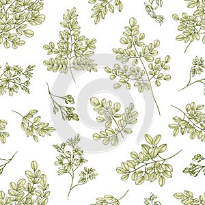 Botanical seamless pattern with Miracle Tree or Moringa oleifera leaves and flowers on white background. Floral backdrop