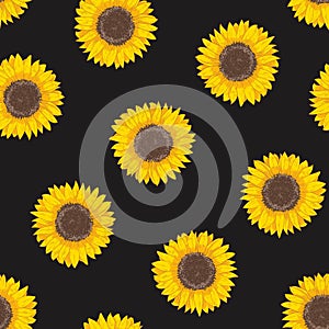 Botanical seamless pattern with sunflower heads. Natural backdrop with blooming flower or cultivated crop hand drawn on