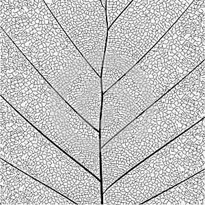 Botanical series Elegant detailed Single leaf structure in sketch style black and white on white background