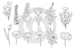 Botanical set of black and white graphic flowers. Floral elements for creating logos and wedding decorations.