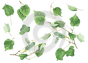 Botanical set with branches and leaves of linden, watercolor painting