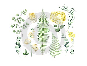 Botanical set of eucalyptus branches, fern and yellow flowers isolated on white background