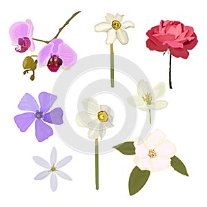 Botanical set. Flowers daffodils, rose, apple tree, periwinkle, quince, orchid. Vector stock illustration eps 10.