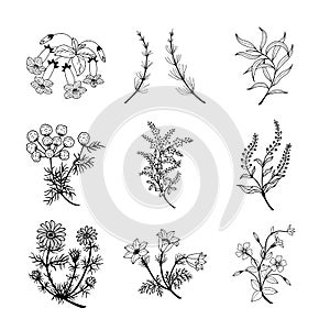 Botanical set, flowers, plants. Vector stock illustration eps 10. Outline, hand drawing.