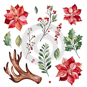 Botanical set with leaves,branches,horn,berries,holly,poinsettia flowers.