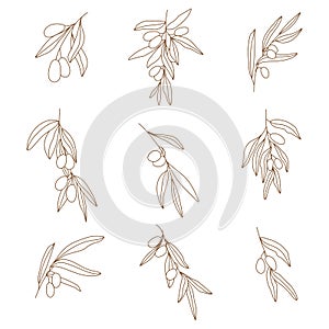 Botanical set of olive branches. Graphic olive with leaves and fruits.