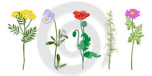 Botanical set of wild field floral plants. Medicinal platanthera, viola, pyrethrum, tansy, poppy on white background.