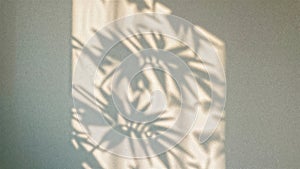 Botanical Shadow Composition