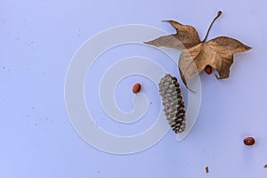 Botanical still life with a leaf, pinecone with berries.