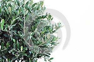 Botanical styled stock image, web banner Closeup of green olive tree leaves and branches, Olea europaea over white wall