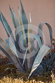 Botanical surreal flower, foliage tropical plant in sunny day background. Summer vacation season concept. Vertical photo