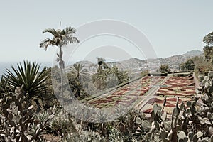 Botanical and tropical garden panoramic view with flowers and palms Funchal,Madeira,Portugal