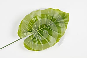 Botanical tropical leaves isolated on a white background