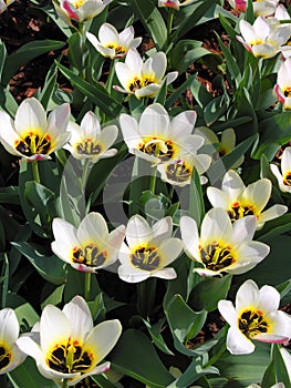 Botanico tulipani 