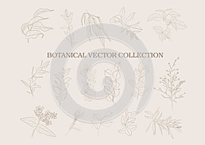 Botanical vector collection