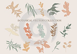 Botanical vector collection