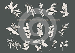 Botanical vector collection