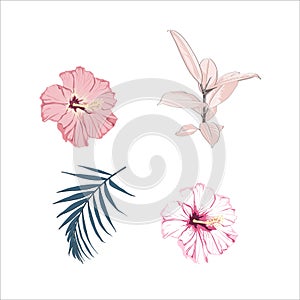 Botanical Vector Elements: ficus elastica, hibiscus flowers and palm leaves.