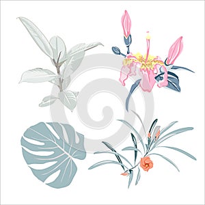 Botanical Vector Elements: ficus elastica, tropical flowers and palm leaves.