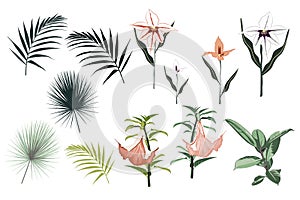 Botanical Vector Elements: ficus elastica, tropical lilies, orchid flowers and palm leaves.