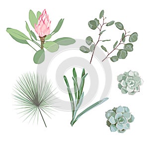Botanical Vector Elements: palm leaves, tropical protea flowers, succulent and silver dollar eucalyptus.