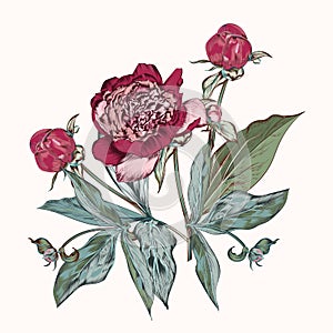 Botanical vector hand drawn illustration with peony flower in vintage style