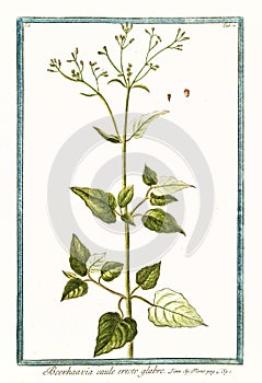 Botanical vintage illustration of Boerhaavia caule erecto glabro plant