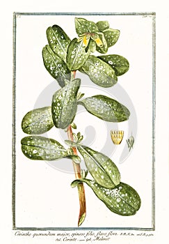 Botanical vintage illustration of Cerinthe quorundam major plant photo