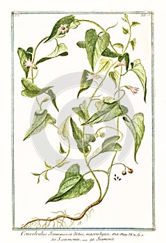 Botanical vintage illustration of Convolvolus scammonea plant photo