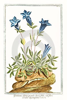 Botanical vintage illustration of Gentiana alpina pumila brevi folio plant photo