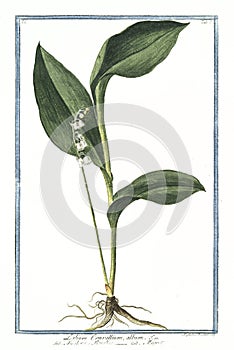 Botanical vintage illustration of Lilium convallium album plant