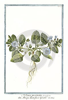 Botanical vintage illustration of Nolana plant photo
