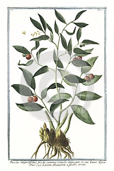 Botanical vintage illustration of Ruscus angustitifolius fructu summis ramuli innascente plant