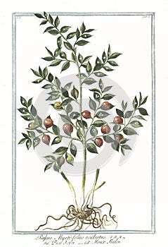 Botanical vintage illustration of Ruscus, myrti-folius aculeatus plant photo