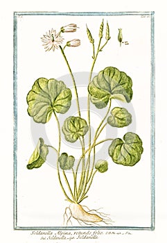 Botanical vintage illustration of Soldanella alpina plant