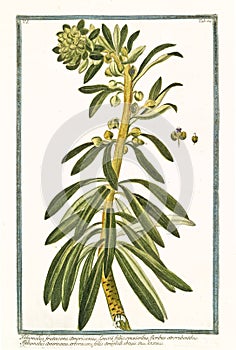 Botanical vintage illustration of Tithymalus frutescens plant
