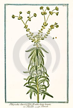 Botanical vintage illustration of Tithymalus linariae plant