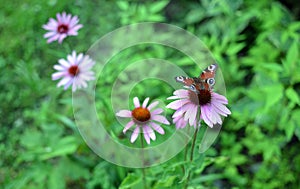 Botanical wallpaper with peacock butterfly on purple echinacea flower
