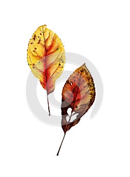 Botanical watercolor of autumn leaf