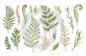 Botanical watercolor clipart. Set of Green leaves, fern, herbs and branches.Vector illustrations. Floral Design elements. Perfect