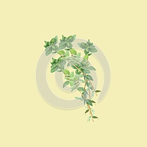 Botanical watercolor illustration of branch of thyme isolated on light yellow background