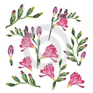 Botanical watercolor illustration of freesia on white background.