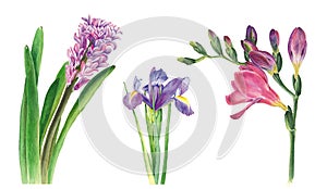 Botanical watercolor illustration of hyacinth, freesia and iris on white background. Could be used for web design
